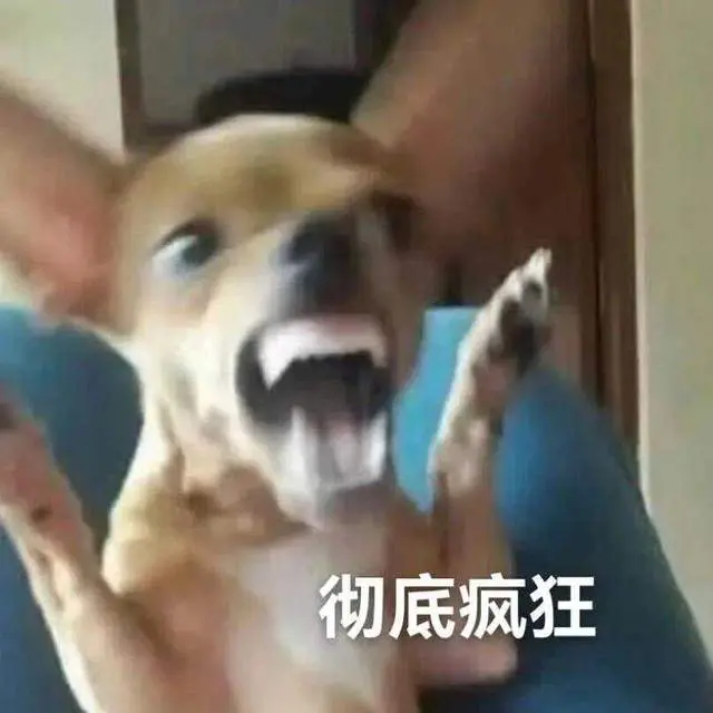 狗的助力下, 居然人气飙, KDzK